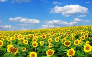 160135 field of sunflowers wallpaper 2